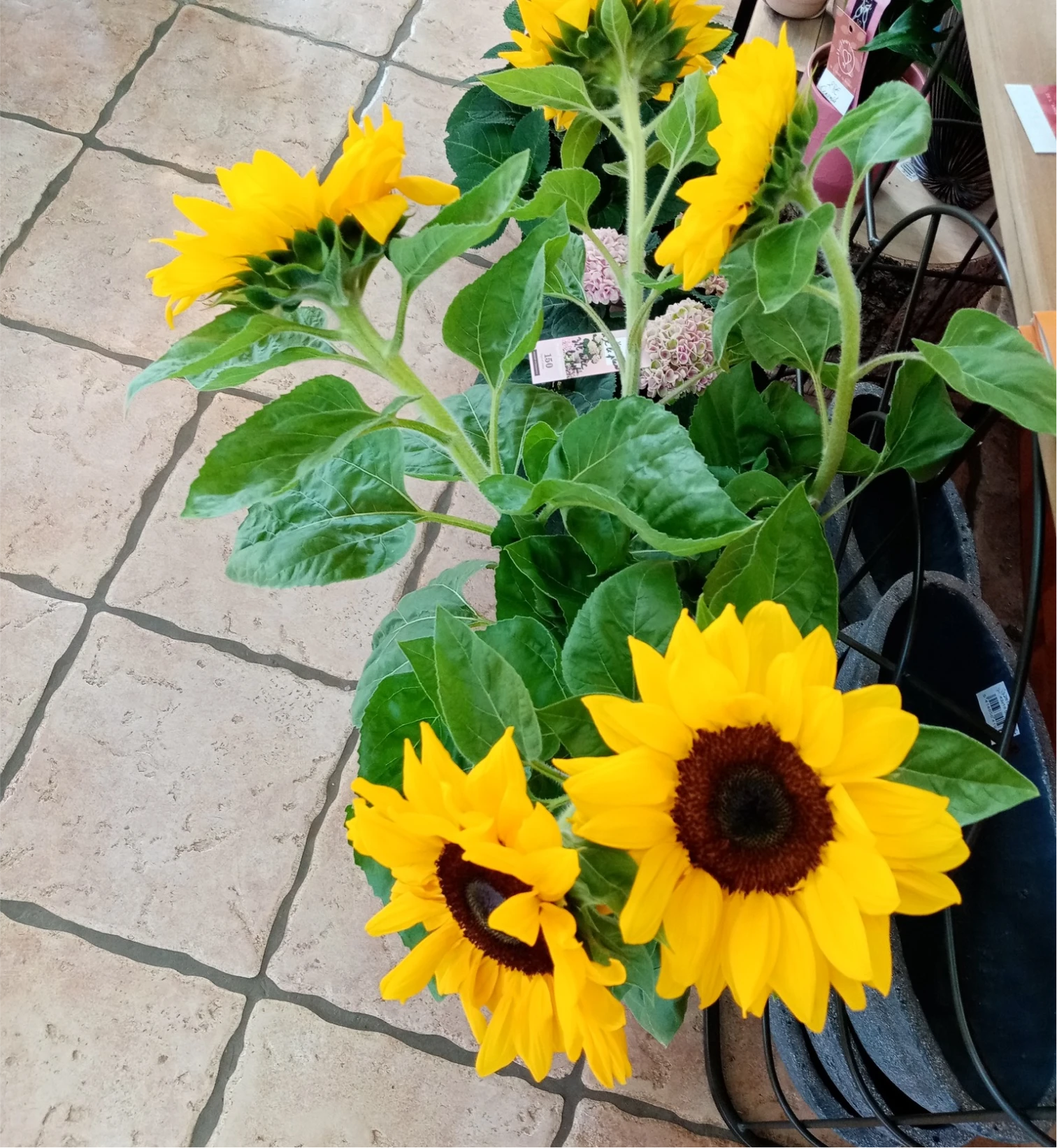 Et Fleurs Fleuriste Quimper Nos Realisations 5