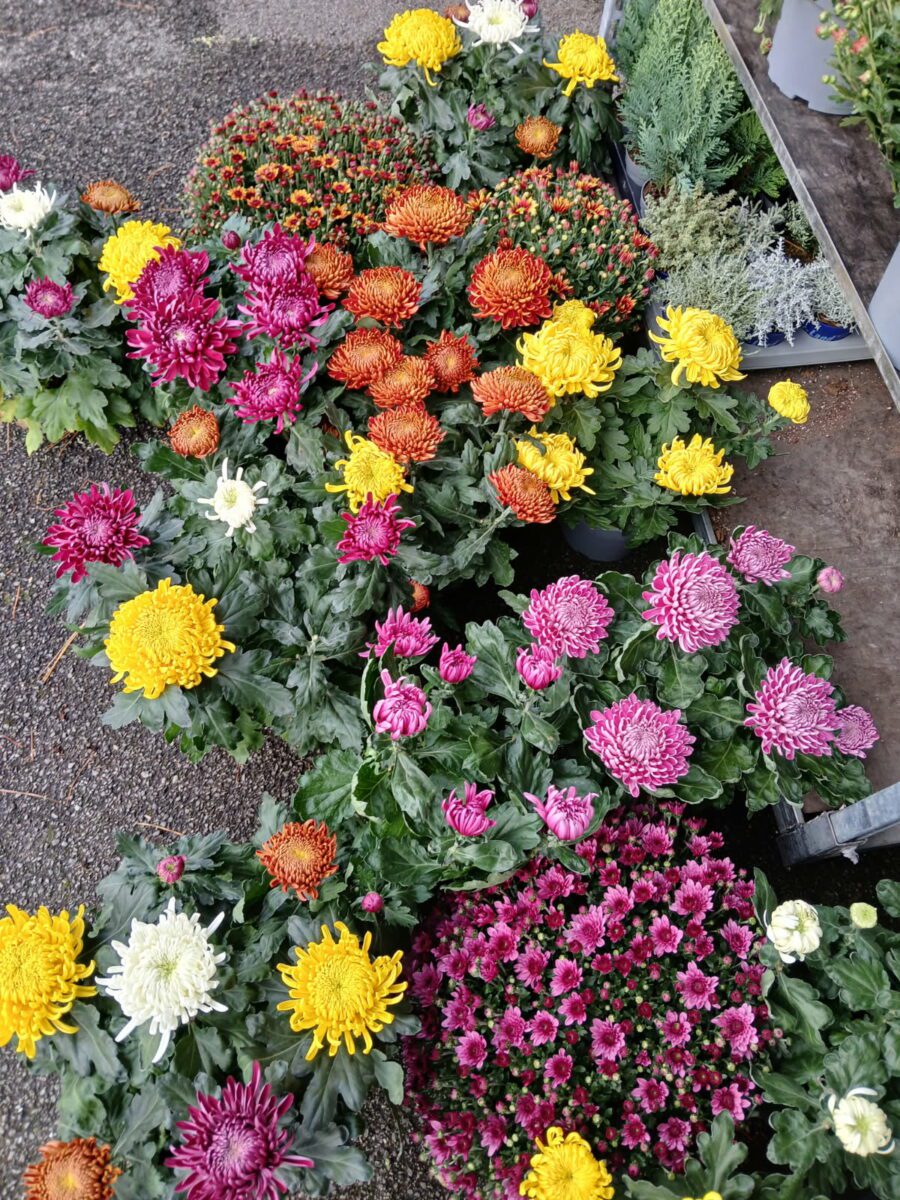 Et Fleurs Fleuriste Quimper 2364680195700454394