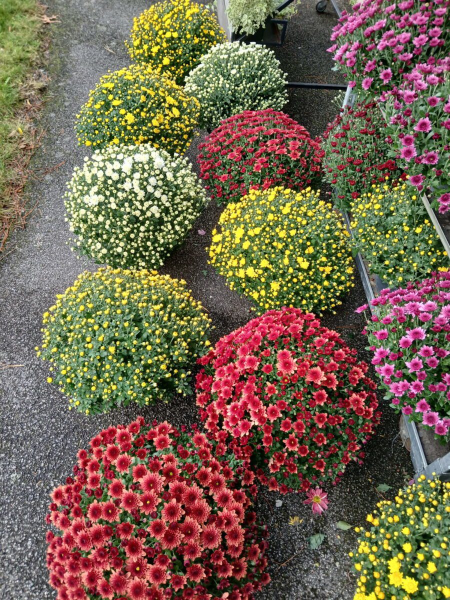 Et Fleurs Fleuriste Quimper 6593370792730147111